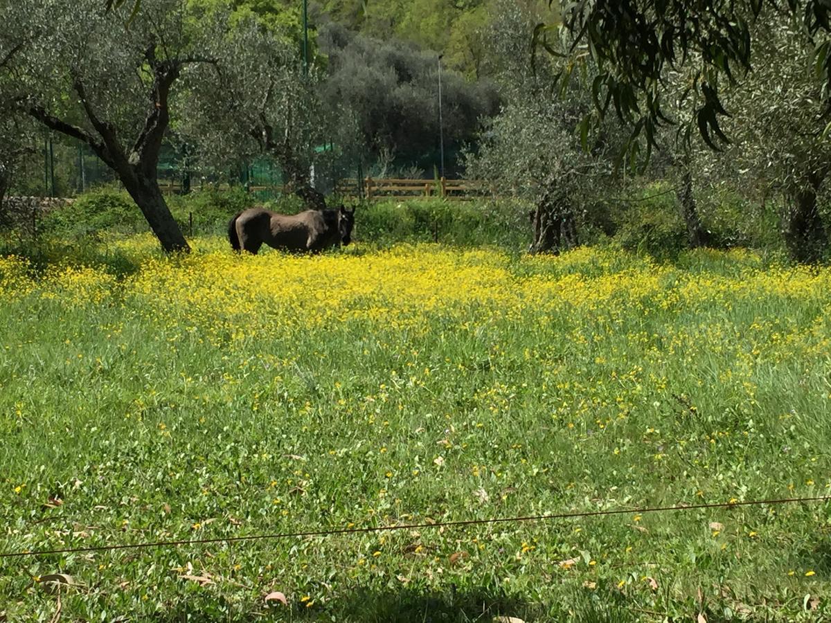 Agriturismo Ada Musso Diano Borello Exterior foto